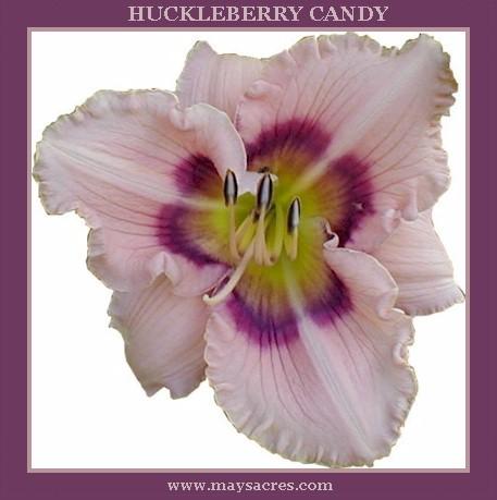 Photo of Daylily (Hemerocallis 'Huckleberry Candy') uploaded by Joy