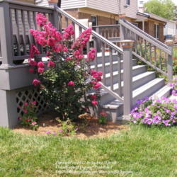 Location: My Cincinnati Ohio garden
Date: July 2012
Pink Velour, year three