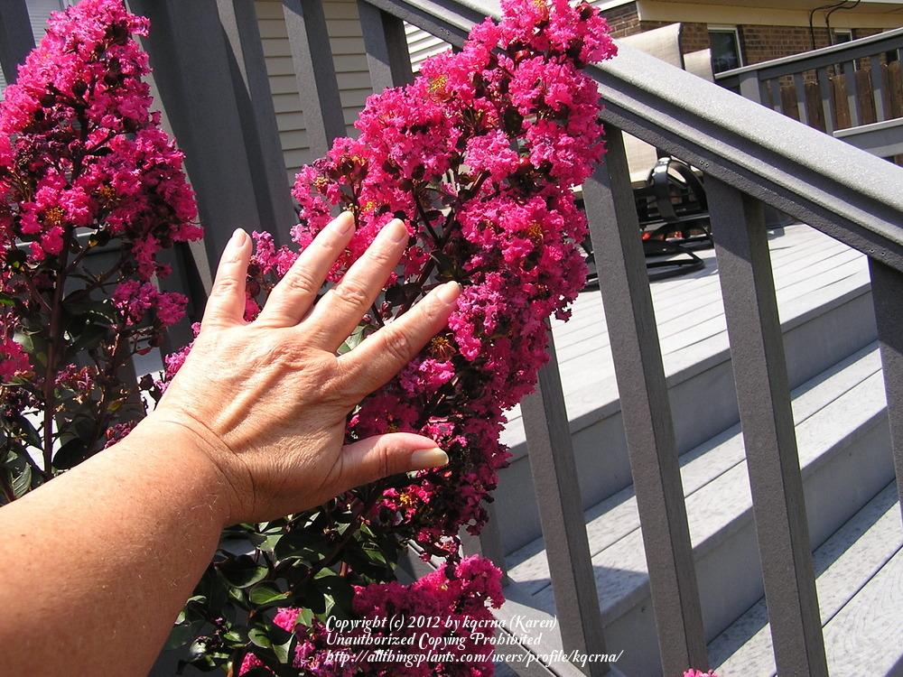 Photo of Crepe Myrtle (Lagerstroemia Pink Velour®) uploaded by kqcrna