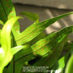Location: Daytona Beach, Florida
Date: 2012-07-18 
Reverse side of leaf showing spores
