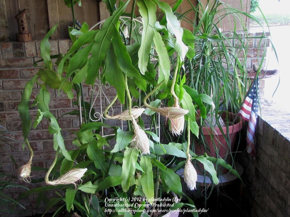 Photo of Queen of the Night (Epiphyllum oxypetalum) uploaded by plantladylin