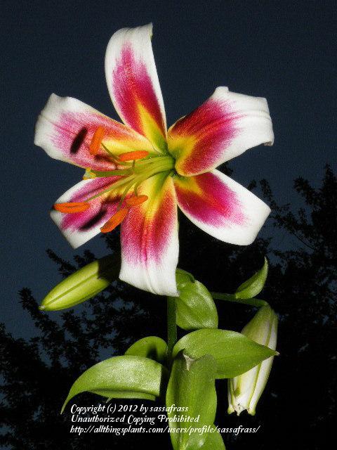 Photo of Lily (Lilium 'Miss Lily') uploaded by sassafrass