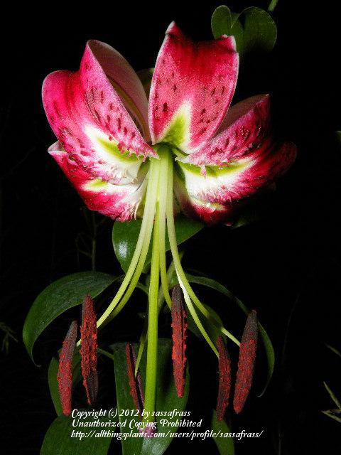 Photo of Lily (Lilium 'Black Beauty') uploaded by sassafrass