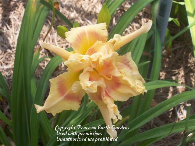 Photo of Daylily (Hemerocallis 'Arms Reaching Out') uploaded by vic