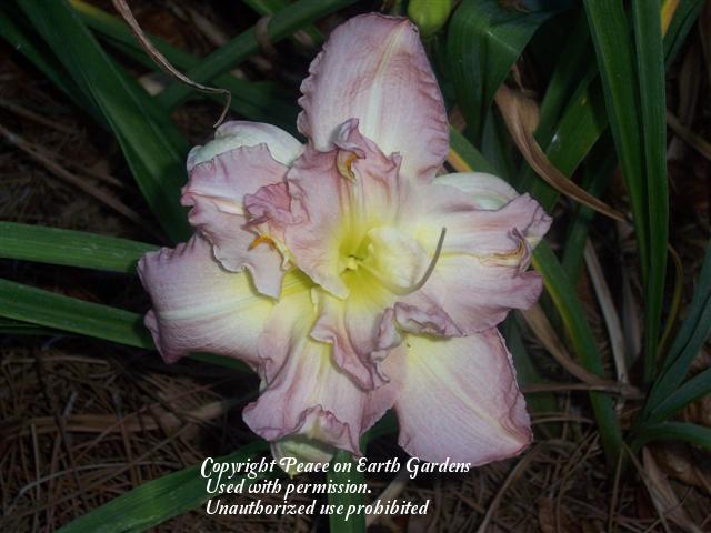 Photo of Daylily (Hemerocallis 'Almost Indecent') uploaded by vic