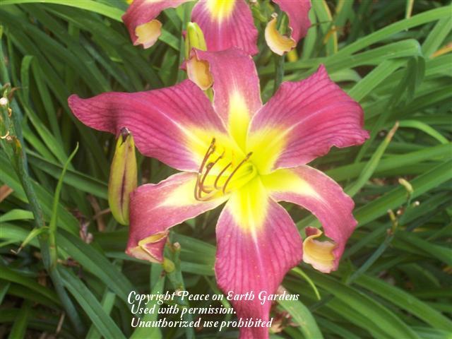 Photo of Daylily (Hemerocallis 'Art Gallery Quilling') uploaded by vic