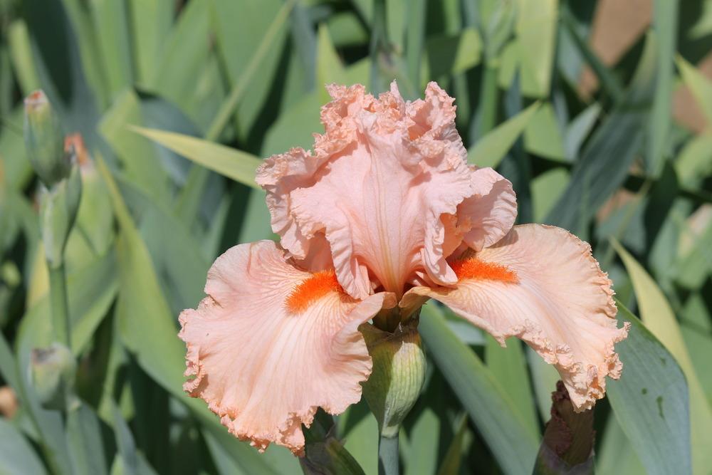 Photo of Tall Bearded Iris (Iris 'Augustine') uploaded by ARUBA1334
