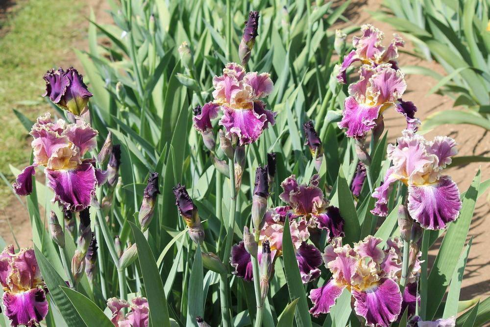 Photo of Tall Bearded Iris (Iris 'Montmartre') uploaded by ARUBA1334