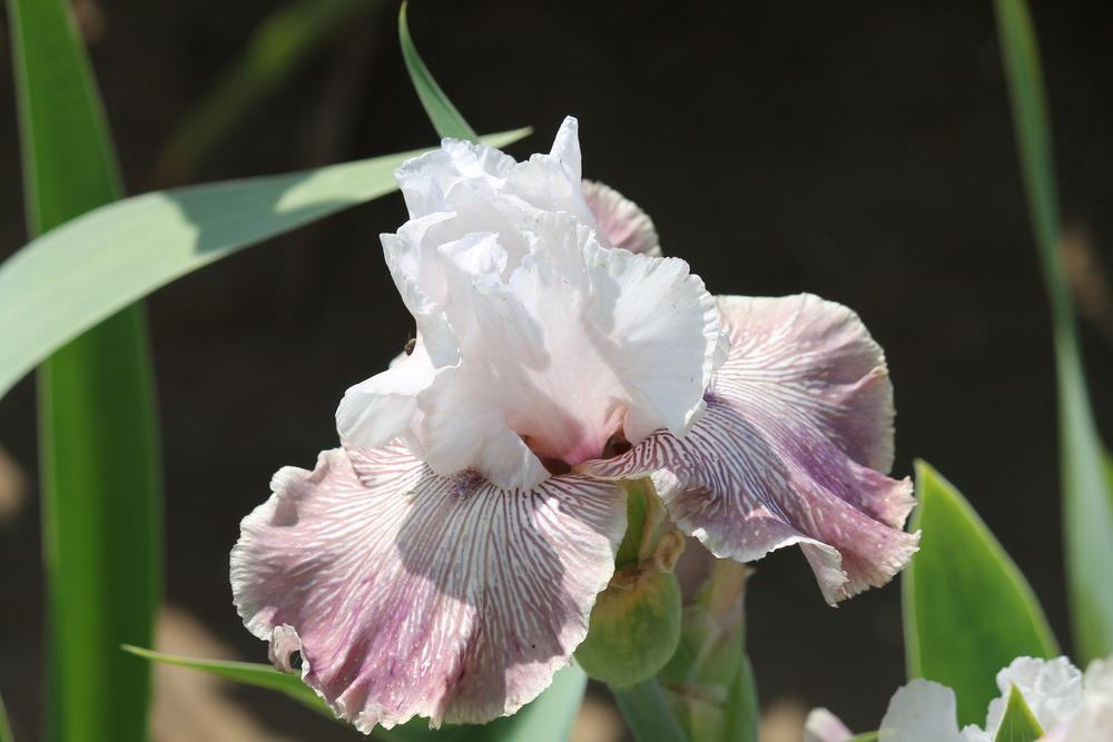 Photo of Tall Bearded Iris (Iris 'Crazy for You') uploaded by ARUBA1334
