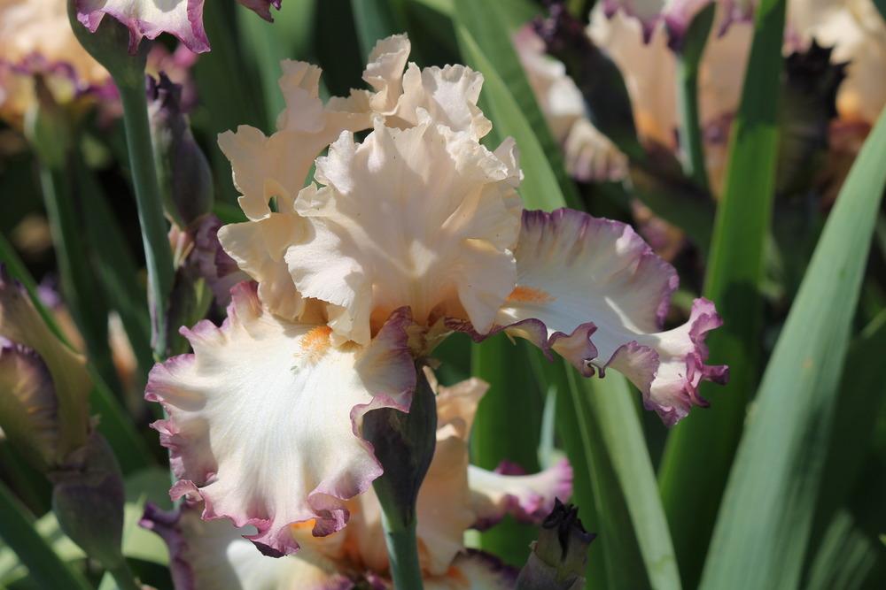 Photo of Tall Bearded Iris (Iris 'Comfortable') uploaded by ARUBA1334
