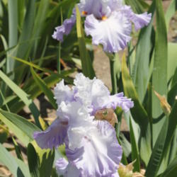 Location: cummings garden
Date: 2012-04-30