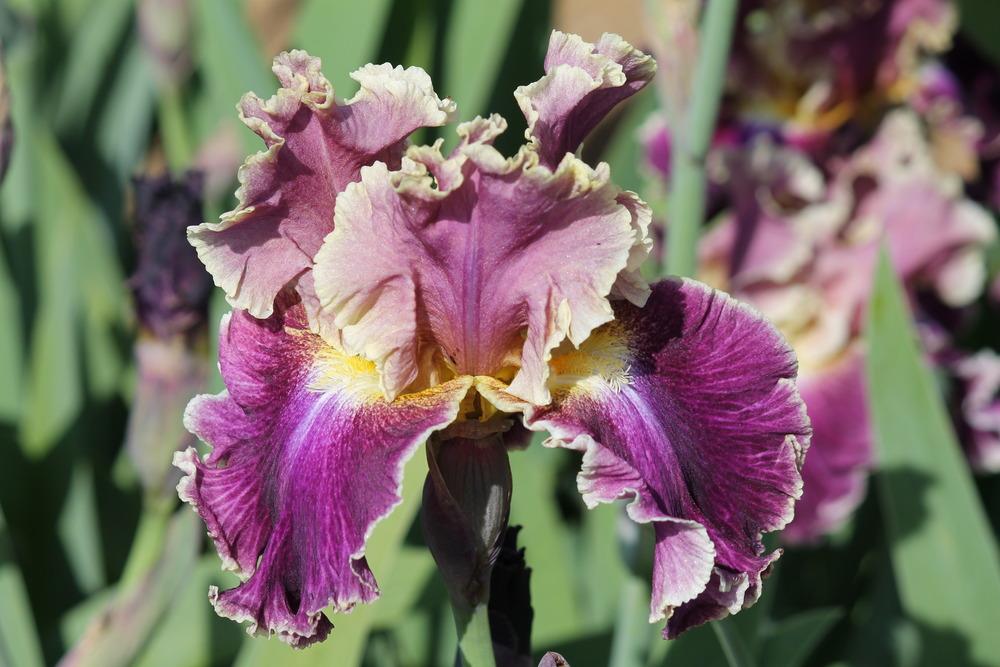 Photo of Tall Bearded Iris (Iris 'Montmartre') uploaded by ARUBA1334