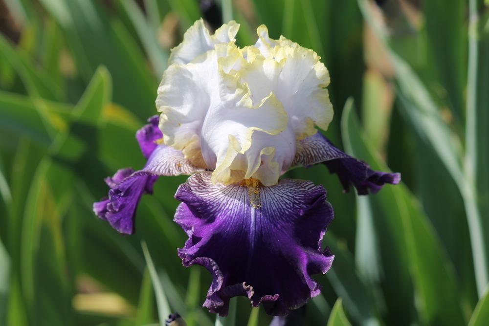Photo of Tall Bearded Iris (Iris 'Slovak Prince') uploaded by ARUBA1334