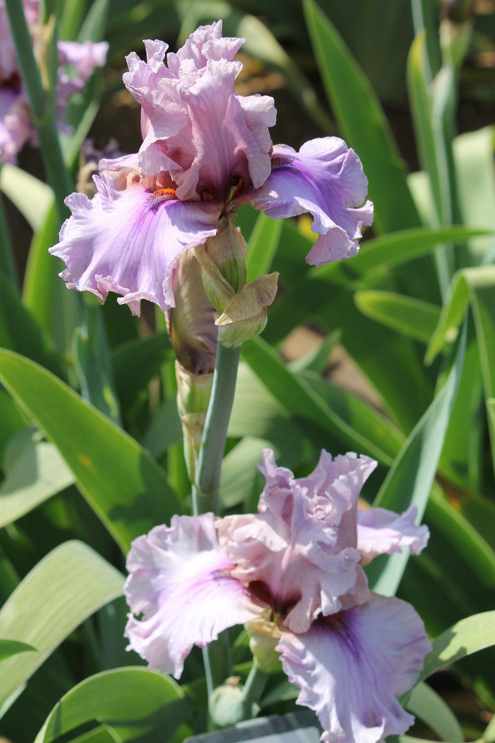 Photo of Tall Bearded Iris (Iris 'Silk Run') uploaded by ARUBA1334