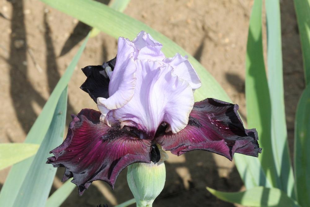 Photo of Tall Bearded Iris (Iris 'Private Eye') uploaded by ARUBA1334