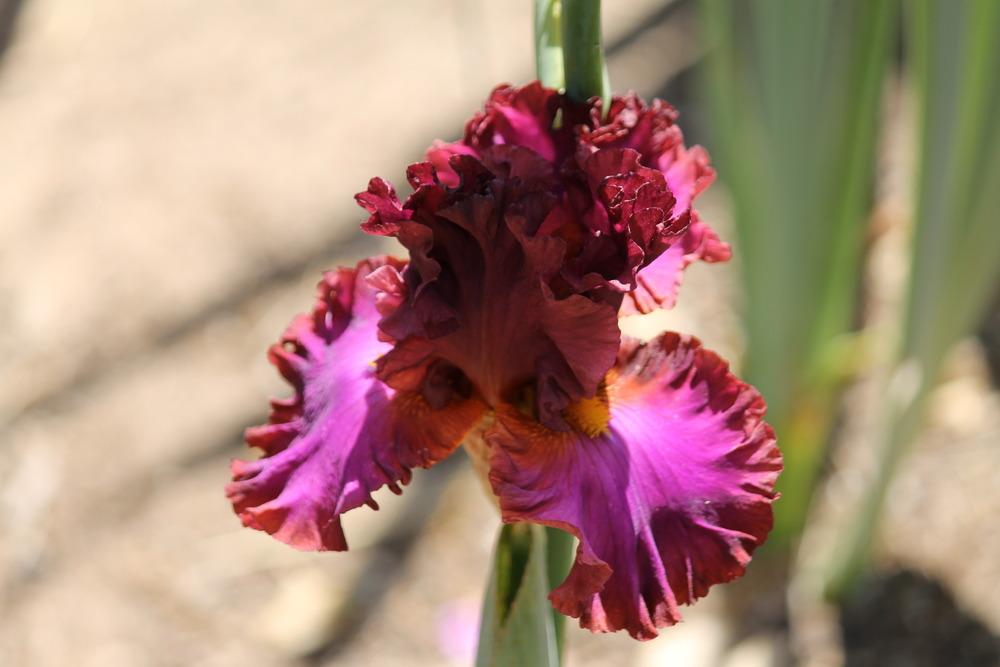 Photo of Tall Bearded Iris (Iris 'Marching Orders') uploaded by ARUBA1334