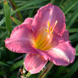 
Photo Courtesy of Nottawasaga Daylilies. Used with Permission.