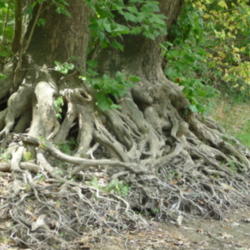 Location: Indiana  Zone 5
Date: 2012-07-20
roots along the White river