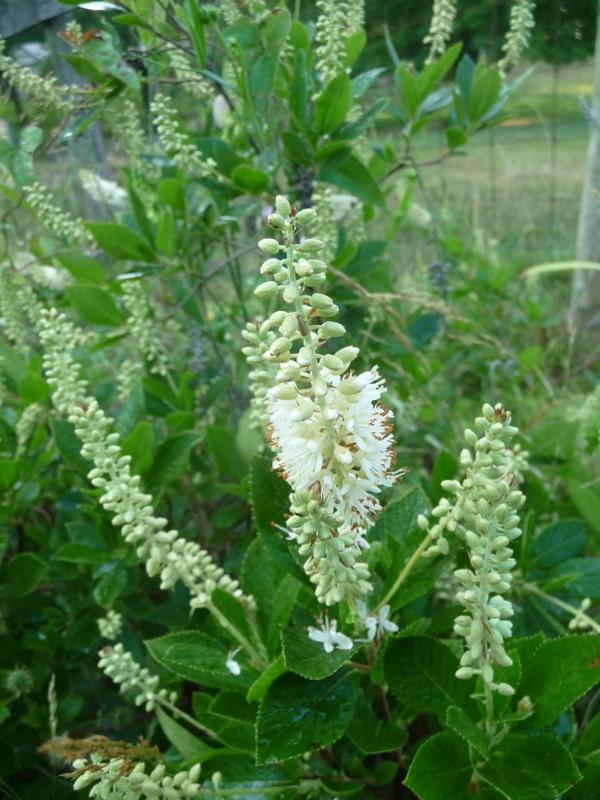 Photo of Virginia Sweetspire (Itea virginica Little Henry®) uploaded by gardengus