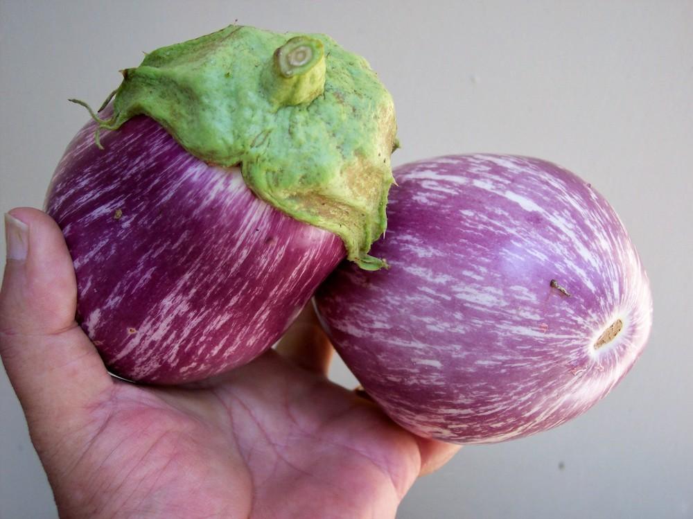 Photo of Eggplant (Solanum melongena  'Nubia') uploaded by farmerdill