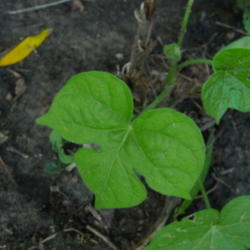 Location: Indiana  Zone 5
Date: 2012-07-21