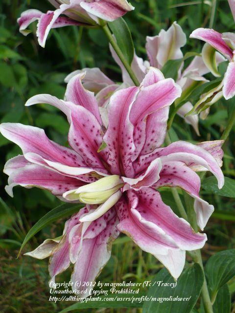 Photo of Lily (Lilium 'Magic Star') uploaded by magnolialover
