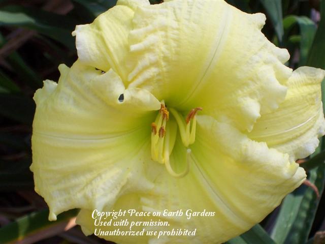 Photo of Daylily (Hemerocallis 'Brocaded Gown') uploaded by vic