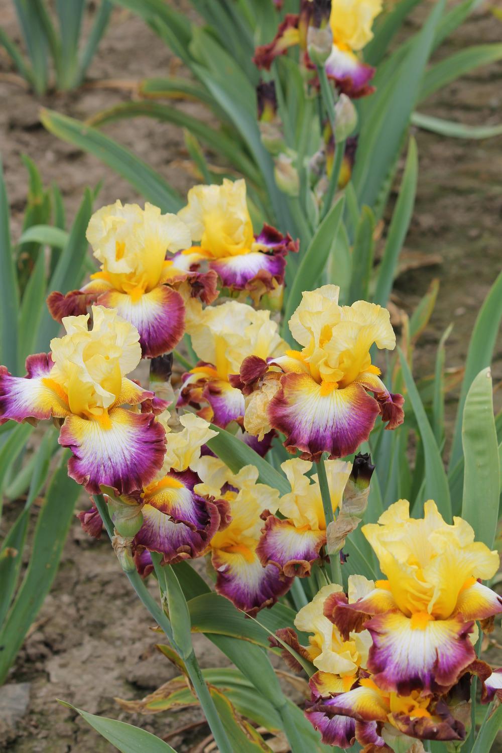Photo of Tall Bearded Iris (Iris 'Rainbow High') uploaded by ARUBA1334