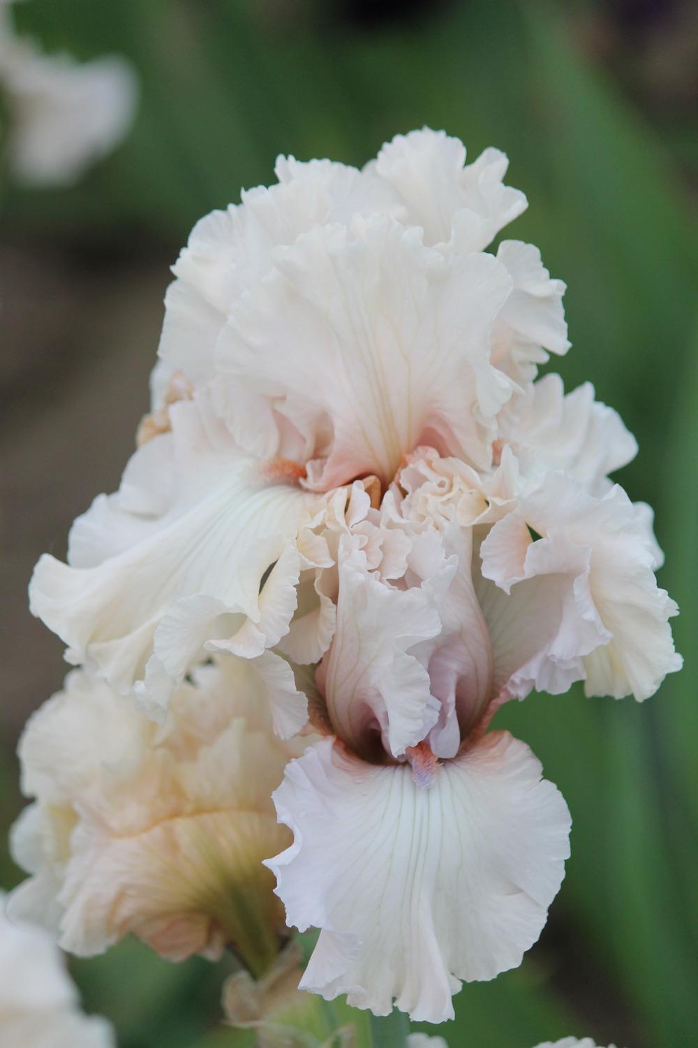 Photo of Tall Bearded Iris (Iris 'Treasured') uploaded by ARUBA1334