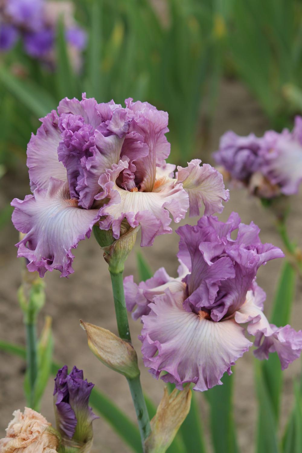 Photo of Tall Bearded Iris (Iris 'Edifice') uploaded by ARUBA1334