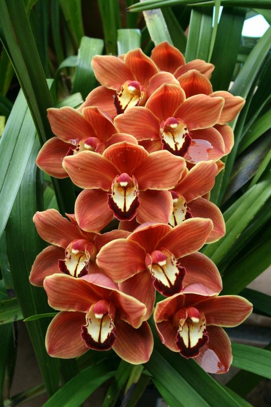 Photo of Orchid (Cymbidium Monterey Sunset) uploaded by Calif_Sue