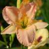 Photo Courtesy of Nottawasaga Daylilies. Used with Permission.