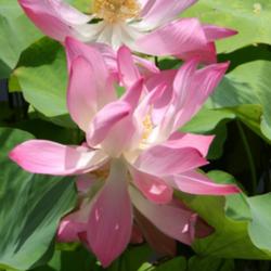 Location: Bradenton, Florida
Date: 2012-07-22
Lotus