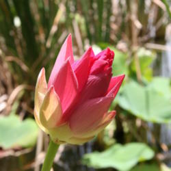 Location: Bradenton, Florida
Date: 2012-07-22
Lotus