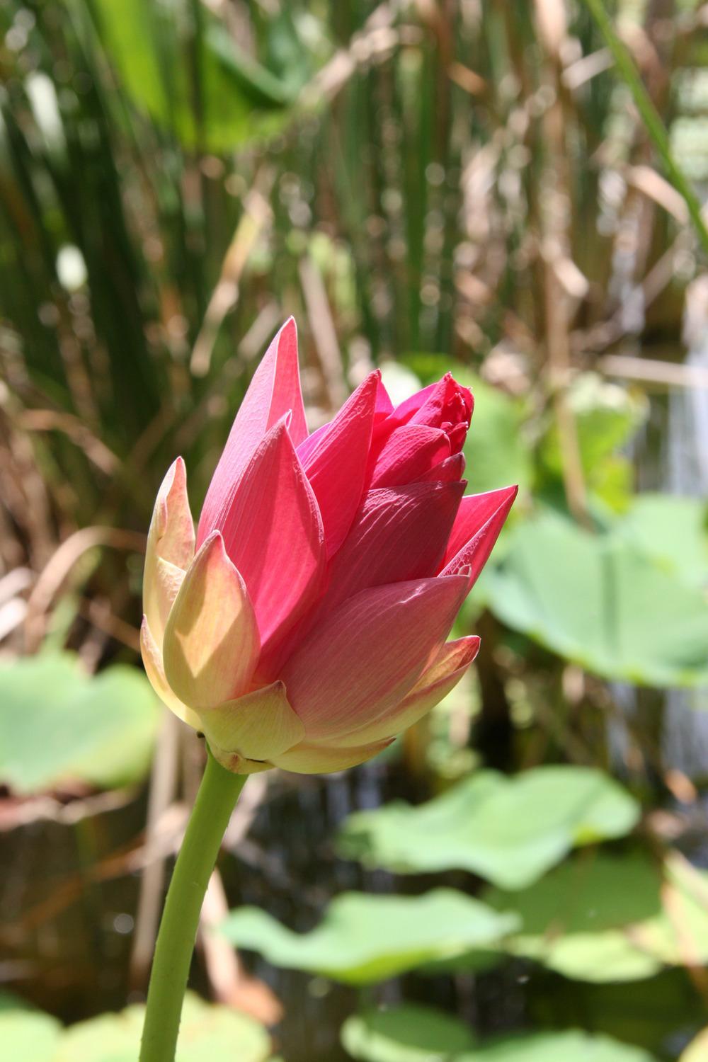 Photo of Sacred Lotus (Nelumbo nucifera) uploaded by RobertB