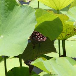 Location: Bradenton, Florida
Date: 2012-07-22
Lotus Seed Head with seeds