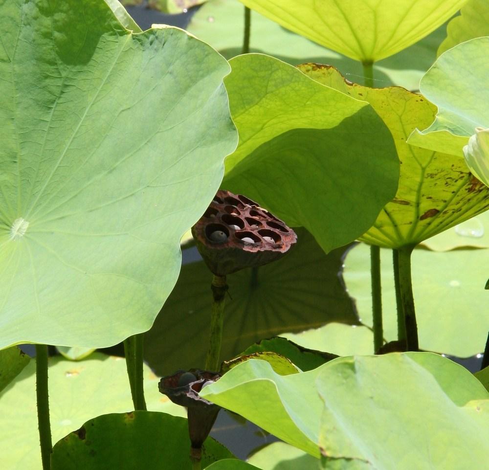 Photo of Sacred Lotus (Nelumbo nucifera) uploaded by RobertB