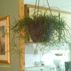 Location: Thomson,Ga.
Date: 2012-07-20
this plant is happy just hanging from the ceiling where it gets l