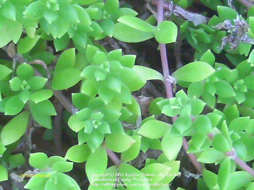 Photo of Stringy Stonecrop (Sedum sarmentosum) uploaded by jojoe