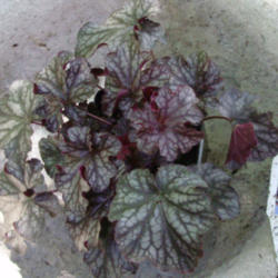 Location: Suburban Denver, Colorado
Date: 2012-07-22
Heuchera Black Currant before planting