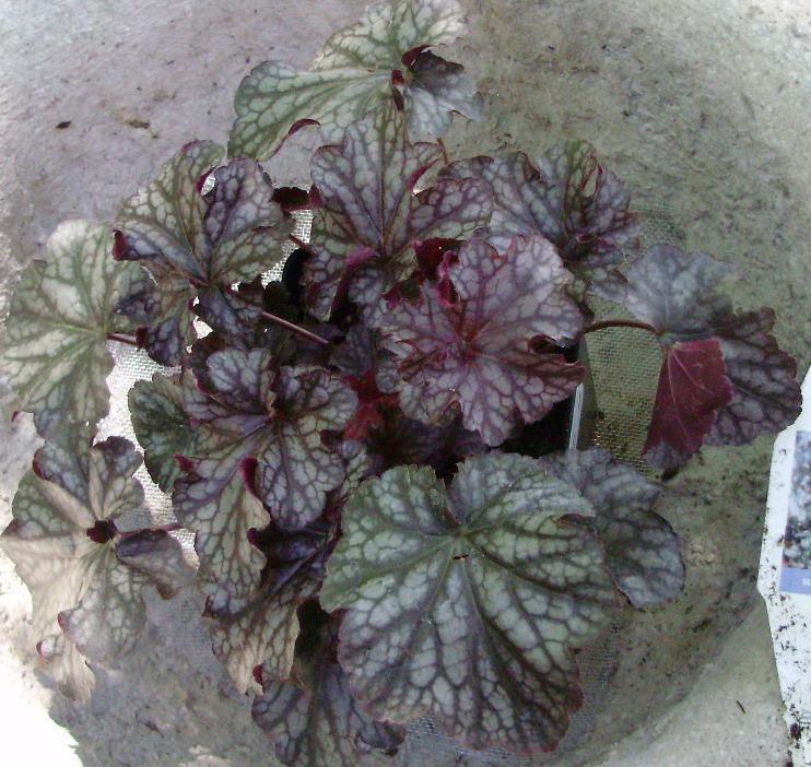 Photo of Coral Bells (Heuchera Dolce® Blackcurrant) uploaded by CDsSister