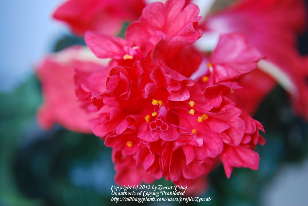 Photo of Tropical Hibiscus (Hibiscus rosa-sinensis 'El Capitolio') uploaded by Zencat