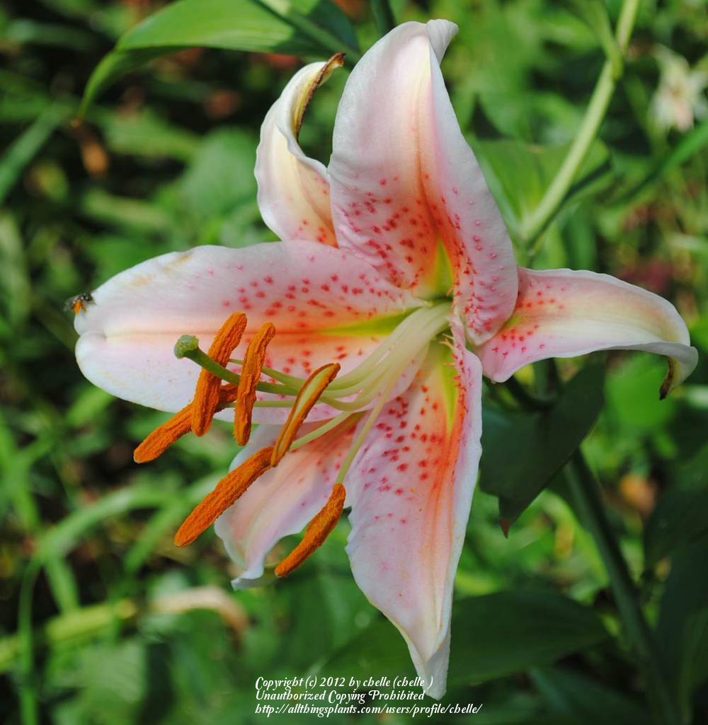 Photo of Lily (Lilium 'Salmon Star') uploaded by chelle