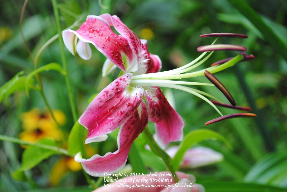 Photo of Lily (Lilium 'Black Beauty') uploaded by chelle