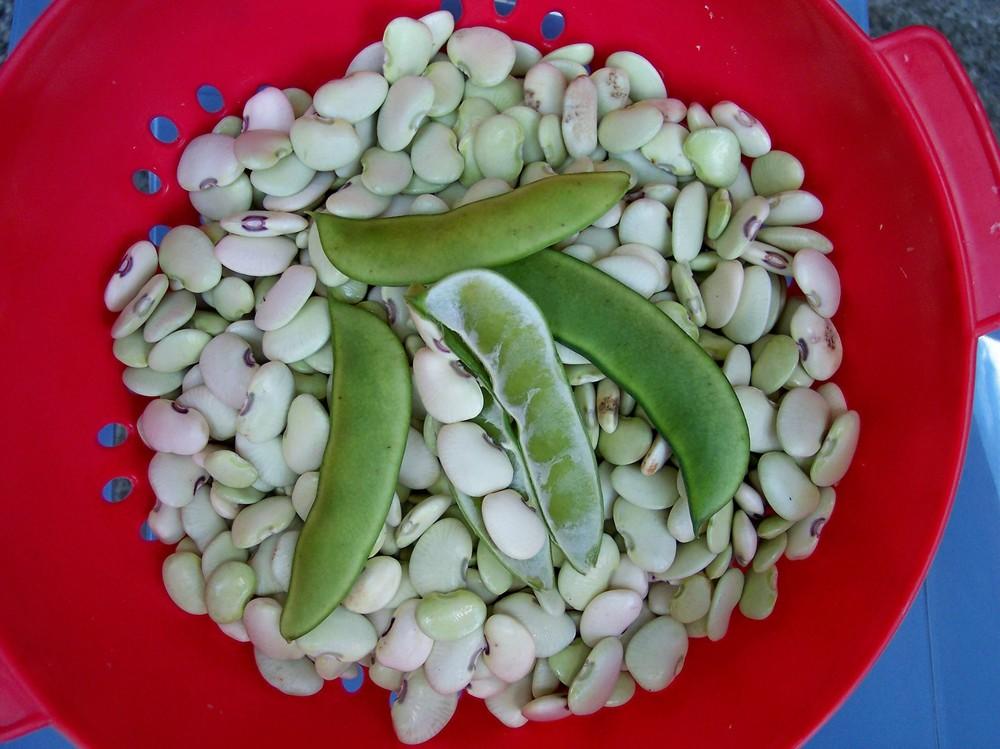 Photo of Lima Bean (Phaseolus lunatus 'Alabama Blackeye Butter Bean') uploaded by farmerdill