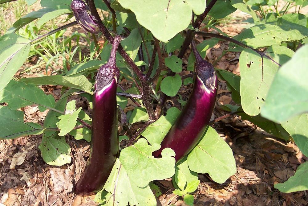 Photo of Eggplant (Solanum melongena 'Ichiban') uploaded by farmerdill