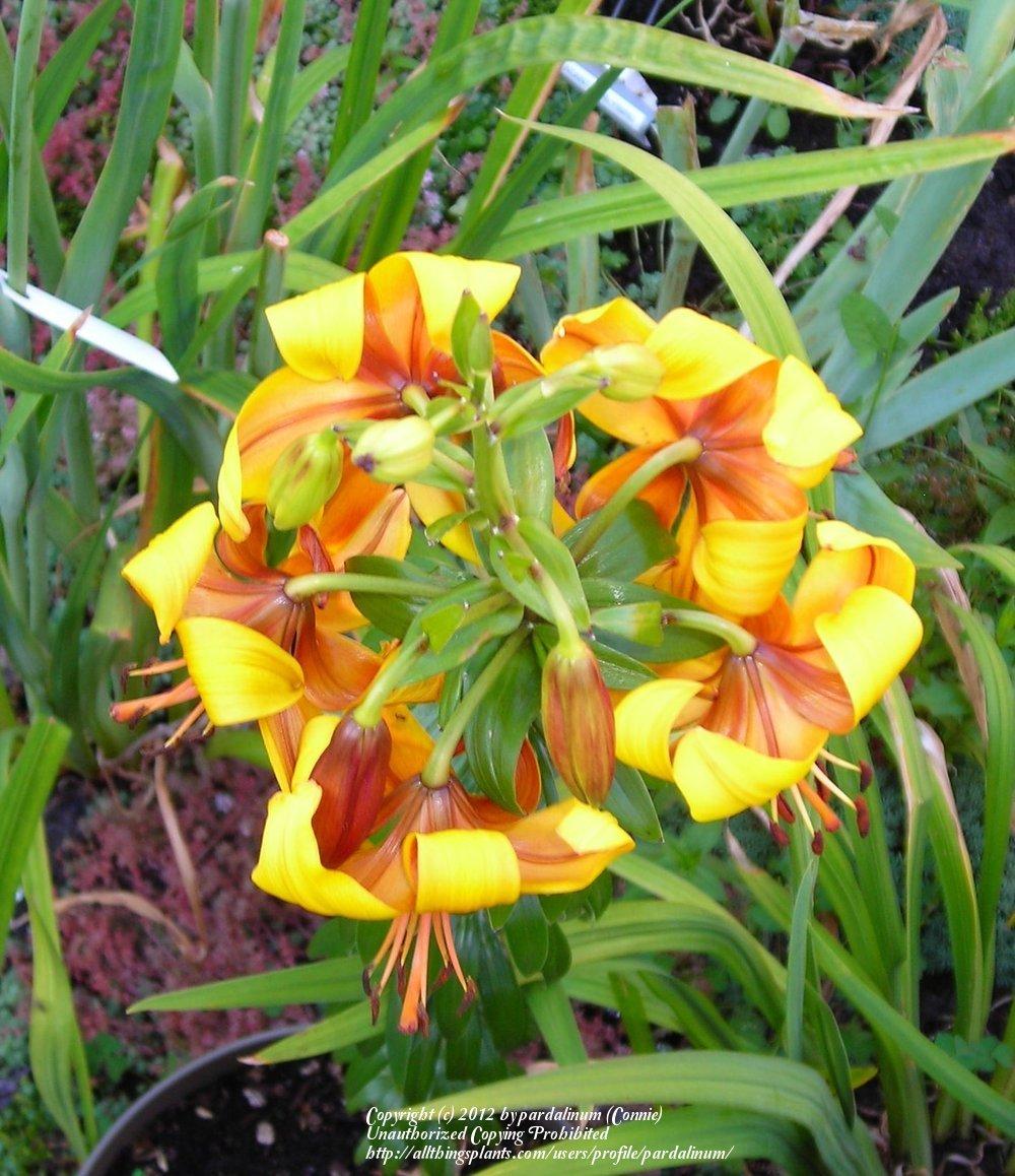 Photo of Lily (Lilium 'Chocolate Canary') uploaded by pardalinum