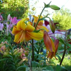 Location: Willamette Valley Oregon
Date: 2012-07-20 
It was the chocolate that caught my attention to this lily!