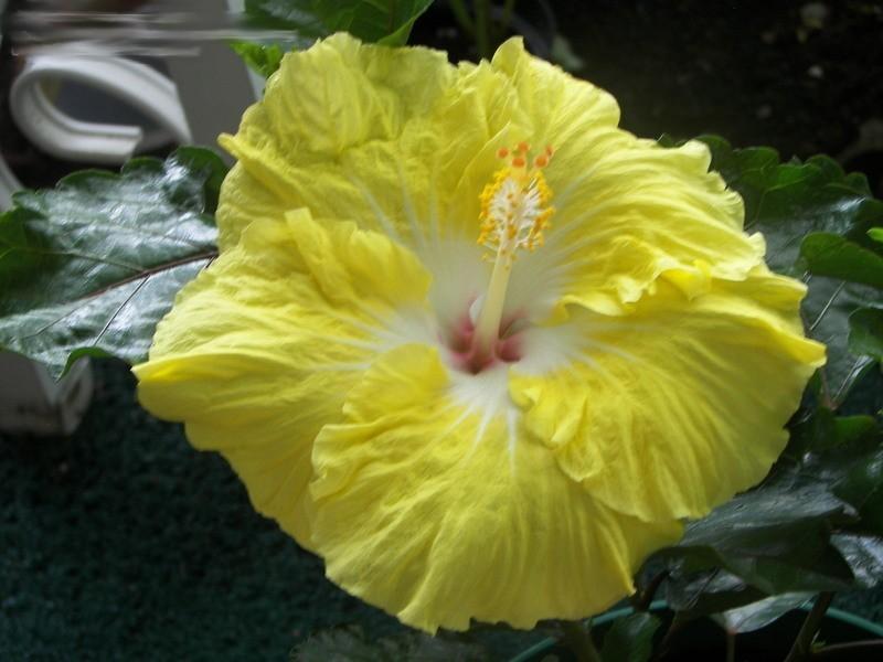 Photo of Tropical Hibiscus (Hibiscus rosa-sinensis 'Yellow Submarine') uploaded by stplong