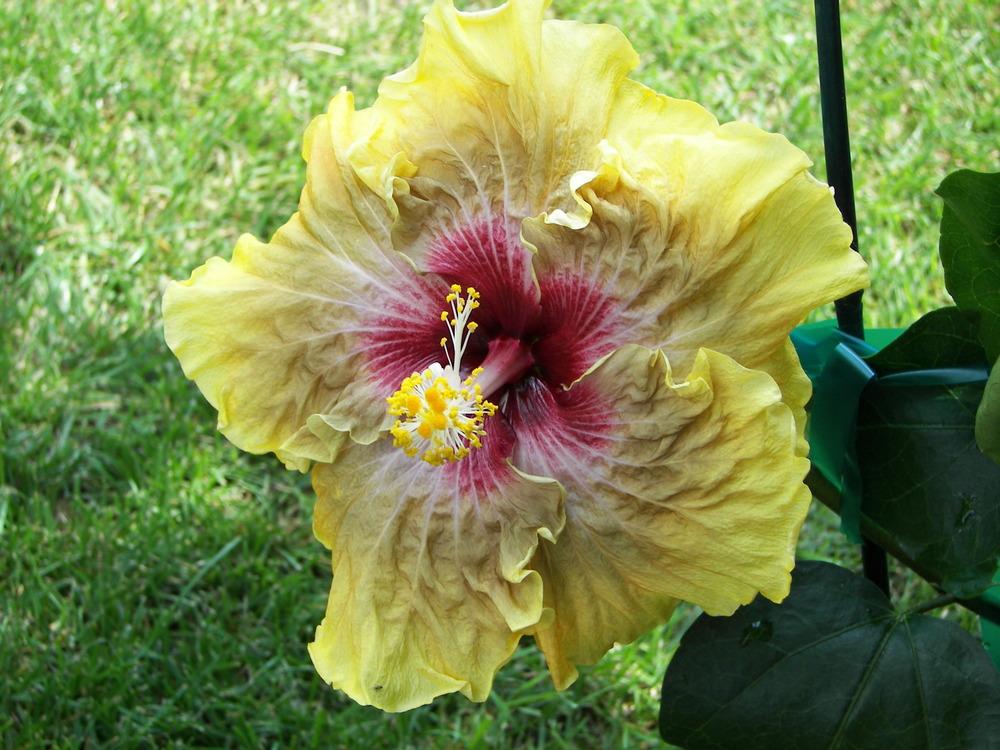 Photo of Tropical Hibiscus (Hibiscus rosa-sinensis 'Stuffed Jalapeno') uploaded by stplong